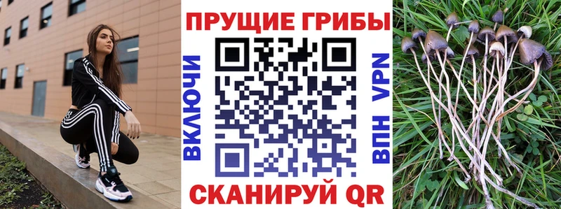 наркота  Великий Устюг  Псилоцибиновые грибы Cubensis 